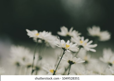 Beautiful garden white daisy flowers ( Cuc hoa mi) at Nhat tan, Ha Noi, Vietnam. Daisy is the featured flower in the transition of autumn and winter.