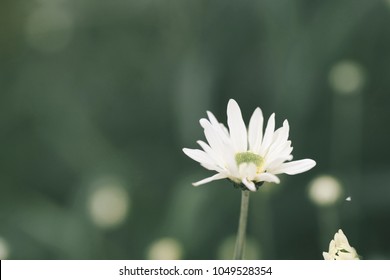 Beautiful garden white daisy flowers ( Cuc hoa mi) at Nhat tan, Ha Noi, Vietnam. Daisy is the featured flower in the transition of autumn and winter.