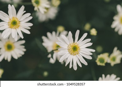 Beautiful garden white daisy flowers ( Cuc hoa mi) at Nhat tan, Ha Noi, Vietnam. Daisy is the featured flower in the transition of autumn and winter.
