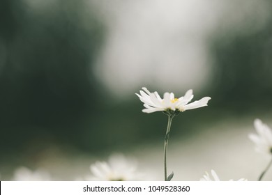 Beautiful garden white daisy flowers ( Cuc hoa mi) at Nhat tan, Ha Noi, Vietnam. Daisy is the featured flower in the transition of autumn and winter.