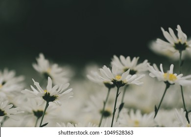 Beautiful garden white daisy flowers ( Cuc hoa mi) at Nhat tan, Ha Noi, Vietnam. Daisy is the featured flower in the transition of autumn and winter.