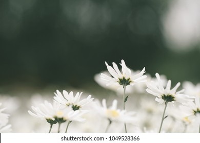 Beautiful garden white daisy flowers ( Cuc hoa mi) at Nhat tan, Ha Noi, Vietnam. Daisy is the featured flower in the transition of autumn and winter.