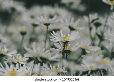 Beautiful garden white daisy flowers ( Cuc hoa mi) at Nhat tan, Ha Noi, Vietnam. Daisy is the featured flower in the transition of autumn and winter.