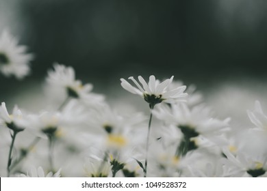 Beautiful garden white daisy flowers ( Cuc hoa mi) at Nhat tan, Ha Noi, Vietnam. Daisy is the featured flower in the transition of autumn and winter.