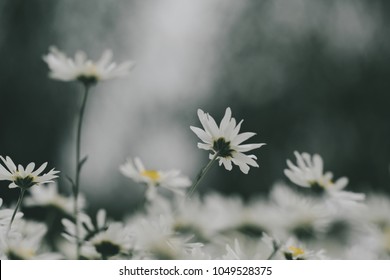 Beautiful garden white daisy flowers ( Cuc hoa mi) at Nhat tan, Ha Noi, Vietnam. Daisy is the featured flower in the transition of autumn and winter.