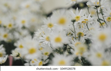 Beautiful garden white daisy flowers ( Cuc hoa mi) at Nhat tan, Ha Noi, Vietnam. Daisy is the featured flower in the transition of autumn and winter.