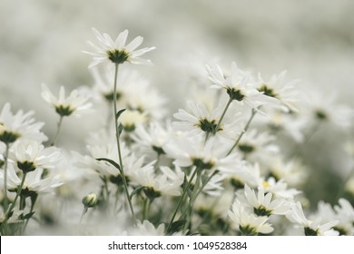 Beautiful garden white daisy flowers ( Cuc hoa mi) at Nhat tan, Ha Noi, Vietnam. Daisy is the featured flower in the transition of autumn and winter.