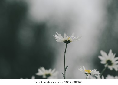 Beautiful garden white daisy flowers ( Cuc hoa mi) at Nhat tan, Ha Noi, Vietnam. Daisy is the featured flower in the transition of autumn and winter.