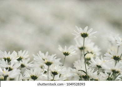 Beautiful garden white daisy flowers ( Cuc hoa mi) at Nhat tan, Ha Noi, Vietnam. Daisy is the featured flower in the transition of autumn and winter.