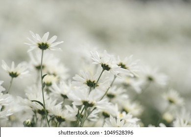 Beautiful garden white daisy flowers ( Cuc hoa mi) at Nhat tan, Ha Noi, Vietnam. Daisy is the featured flower in the transition of autumn and winter.