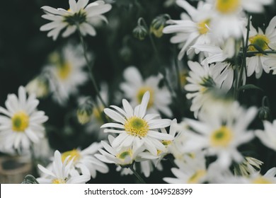 Beautiful garden white daisy flowers ( Cuc hoa mi) at Nhat tan, Ha Noi, Vietnam. Daisy is the featured flower in the transition of autumn and winter.