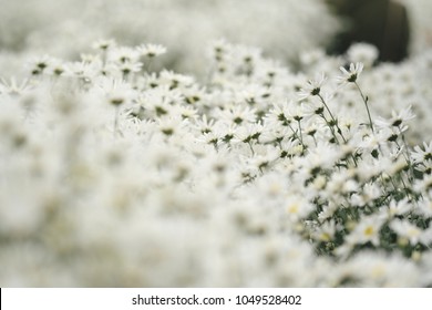 Beautiful garden white daisy flowers ( Cuc hoa mi) at Nhat tan, Ha Noi, Vietnam. Daisy is the featured flower in the transition of autumn and winter.