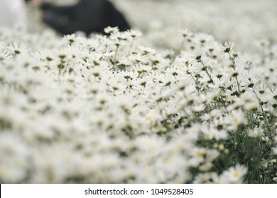 Beautiful garden white daisy flowers ( Cuc hoa mi) at Nhat tan, Ha Noi, Vietnam. Daisy is the featured flower in the transition of autumn and winter.