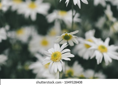 Beautiful garden white daisy flowers ( Cuc hoa mi) at Nhat tan, Ha Noi, Vietnam. Daisy is the featured flower in the transition of autumn and winter.