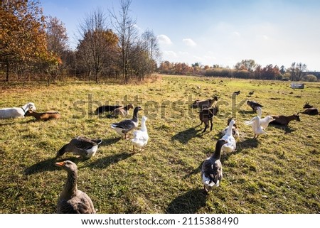 Beautiful geese  (anser anser domesticus) enjoying a morning walk on a farm. Domestic goose. Goose farm.  geese (anser anser domesticus) enjoying a morning walk on a farm. Domestic goose. Goose farm.