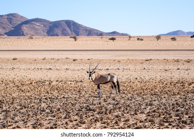 Beautiful Gemsbok, also called Oryx antelope, standing in the Namib Desert in Namibia, Africa, near the town of Lüderitz  / Lüderitz. Mountains and train tracks in the background.