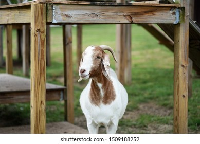 Beautiful gentle Boer goat, white with tan markings, framed by a man-made wooden shelter on a farm.