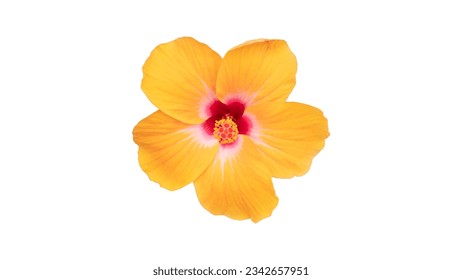 Beautiful gentle yellow light color. Hibiscus rosa-sinensis flower. Isolated on white background. Whith clipping path. - Powered by Shutterstock