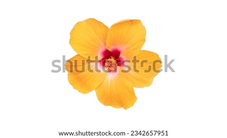 Beautiful gentle yellow light color. Hibiscus rosa-sinensis flower. Isolated on white background. Whith clipping path.