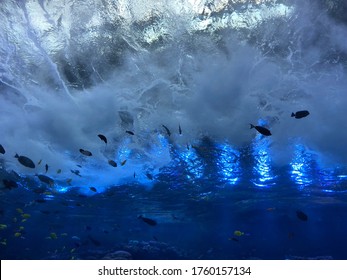 Beautiful Georgia Aquarium In Atlanta