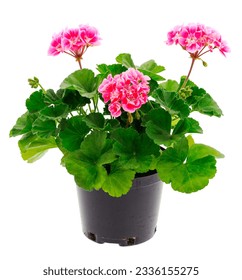 Beautiful geranium flower in pot  isolated on a white background.