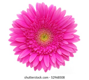  beautiful gerbera - Shutterstock ID 52968508