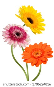 Beautiful Gerbera Daisy Flower Isolated On White Background