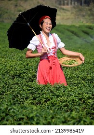 A beautiful german or European woman in red dress picking top of tea leaves in a green tea field. 