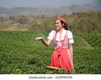 A beautiful german or European woman in a red dress is picking top of tea leaves in a green tea field. 