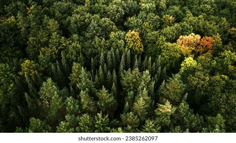 Beautiful German forest shot from a drone perspective, Aerial view of green forest ecosystem producing oxygen. - Powered by Shutterstock