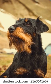 Beautiful German Hunting Terrier, Jagdterrier from Georgia - Shutterstock ID 2163641669