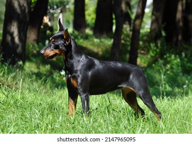 Beautiful German Pinscher with cropped tail and ears standing on green grass
