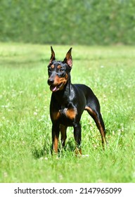 Beautiful German Pinscher with cropped tail and ears standing on green background