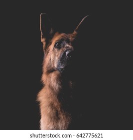 Beautiful German Shepherd Dog On A Black Background