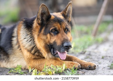 Beautiful German Shepherd Dog Outdoor