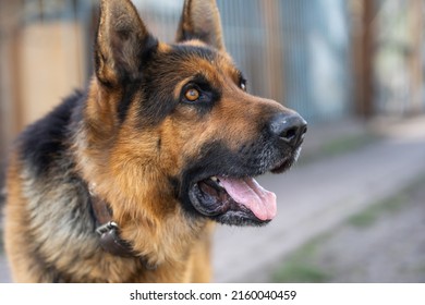 Beautiful German Shepherd Dog Outdoor