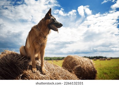 Beautiful german shepherd dog sitting on a haystack - Powered by Shutterstock