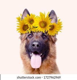 Beautiful German Shepherd dog wearing a floral crown of bright yellow sunflowers against a white background. Animal portrait poster.