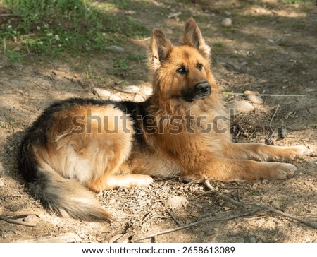 A beautiful German Shepherd lying down with ears perked up.
