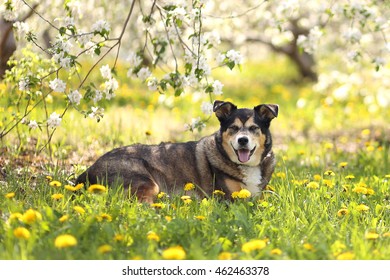 chow chow border collie mix