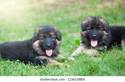 German Shepherd Dog Puppy Stock Photo (Edit Now) 1274452075