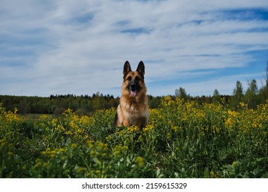 Beautiful German Shepherd sits in rapeseed field and smiles. Charming dog in blooming yellow field in flowers in summer or late spring. Warm sunny weather and blue sky with clouds.