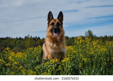 Beautiful German Shepherd sits in rapeseed field and smiles. Charming dog in blooming yellow field in flowers in summer or late spring. Warm sunny weather and blue sky with clouds.