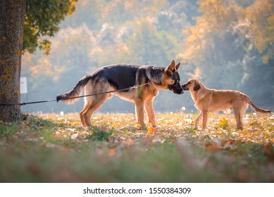 Beautiful German Sheppard Sniffing With Stray Dog In The Park. Autumn Colors. Home Pets, Dogs