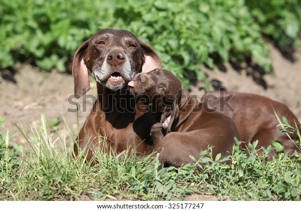 Beautiful German Shorthaired Pointer Puppies Nature Stock Photo