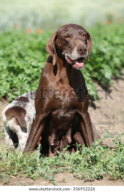 Beautiful German Shorthaired Pointer Puppies Nature Stock Photo