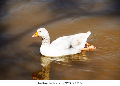 Beautiful German Species Goose Swimming In Sunny Day In Dark Water Lake