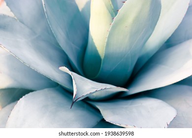 A Beautiful Giant Blue-green Agave Leaves With Thorns, Asparagaceae Backgrounds And Textures. Exotic Plants Of Mexico Used In Pharmacology, Making Cosmetic Products. Cacti And Succulents Close-up.