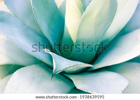 A beautiful giant blue-green agave leaves with thorns, Asparagaceae backgrounds and textures. Exotic plants of Mexico used in pharmacology, making cosmetic products. Cacti and succulents close-up.