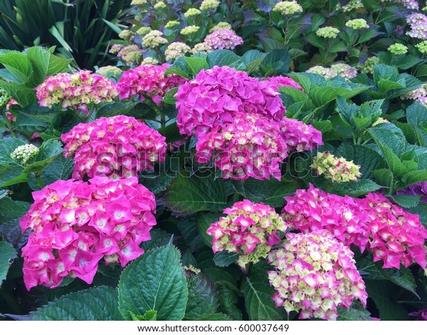 Beautiful Giant Hydrangea Stock Photo (Edit Now) 600037649